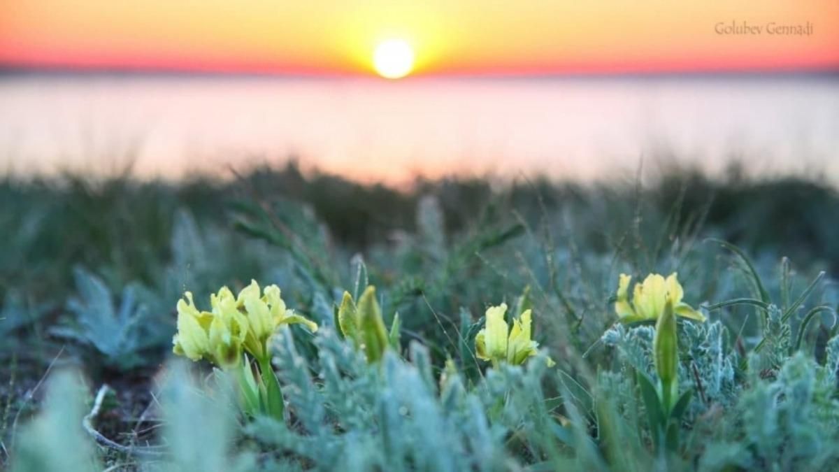 Аномально теплая зима: возле Одессы зацвели летние цветы – невероятные фото