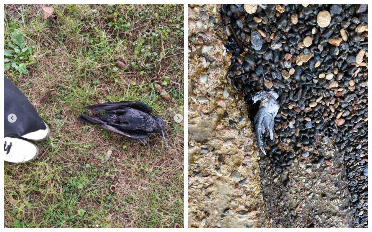 Через феєрверки в Україні загинули багато птахів та тварин
