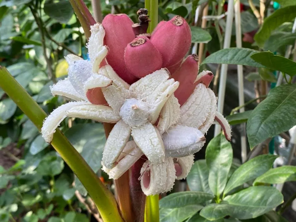 Рожеві банани у Запоріжжі Рожеві банани у Запоріжжі