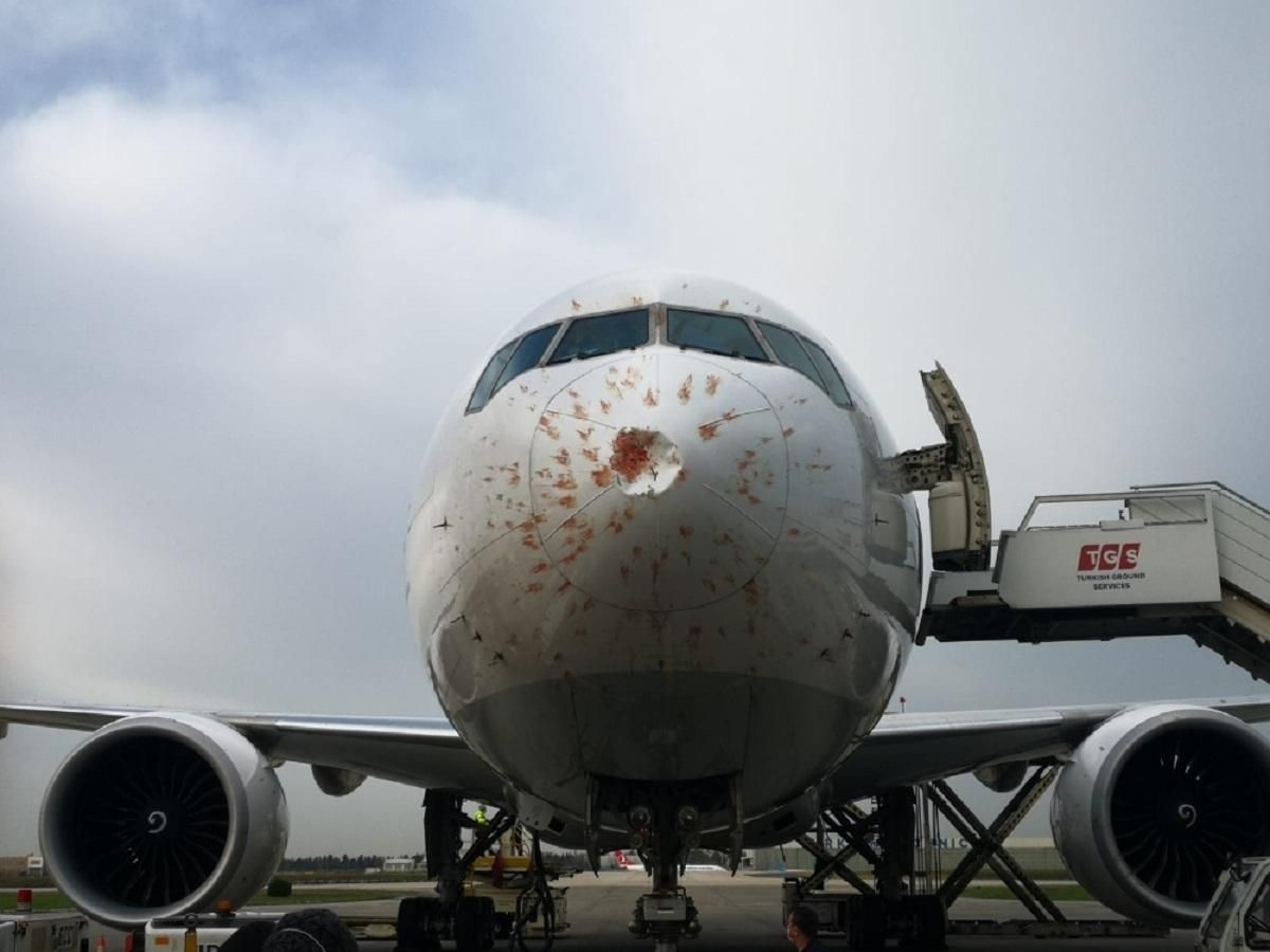 Самолет в Турции совершил экстренную посадку из-за птиц: фото