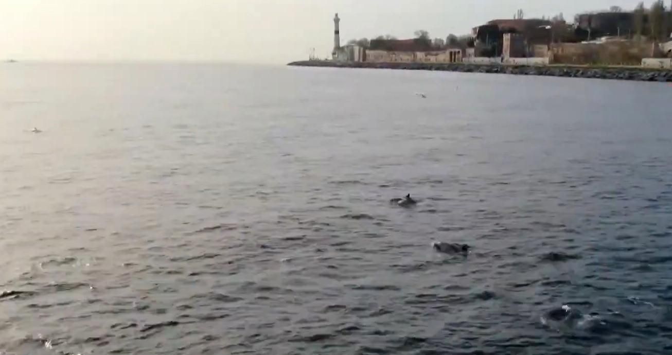 В турецкий Босфор вернулись дельфины: захватывающее видео