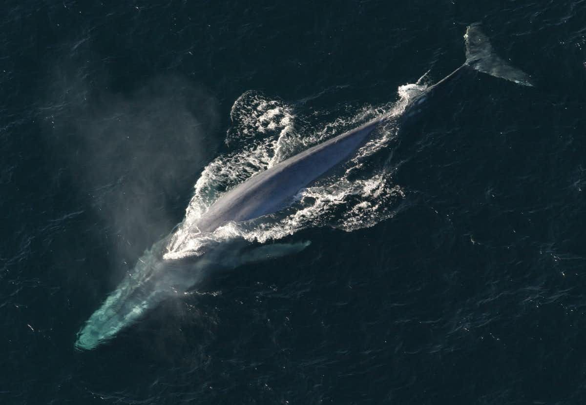 У водах поблизу Антарктиди виявили збільшення кількості синіх китів