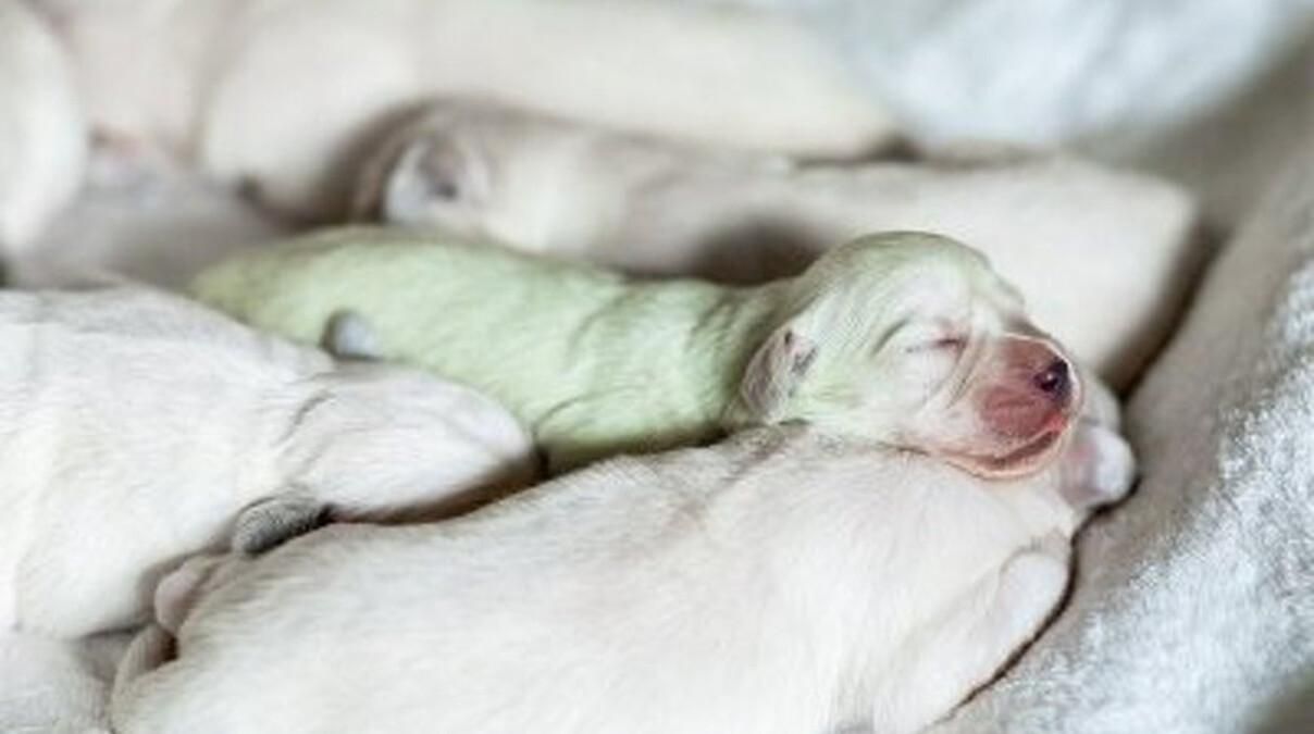 В Грузии родился зеленый щенок - видео