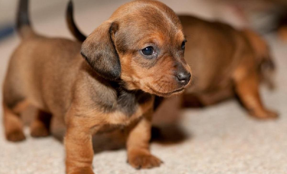 У Вінниці таксист побився з пасажирами через песика У Вінниці таксист побився з пасажирами через песика