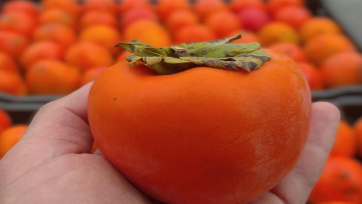 Де у Києві будуть сезонні ярмарки на цьому тижні: список - Київ Де у Києві будуть сезонні ярмарки на цьому тижні: список - Київ