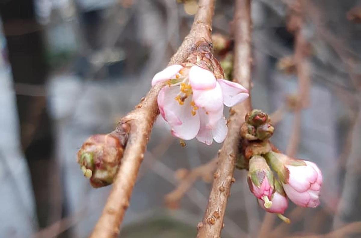 У Мукачевому посеред зими зацвіла сакура: мальовничі фото У Мукачевому посеред зими зацвіла сакура: мальовничі фото