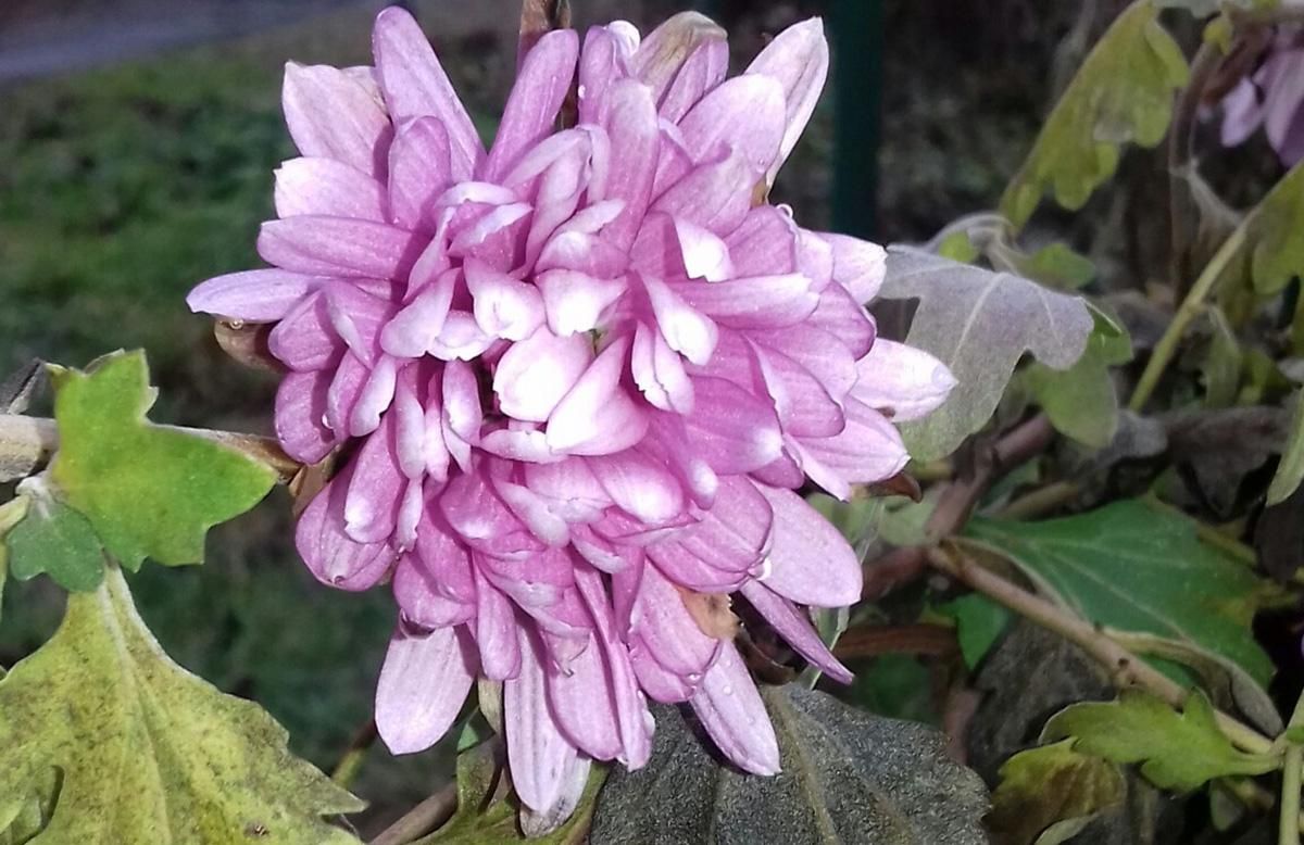 В Виннице в январе 2021 зацвели розы и хризантемы: фото В Виннице в январе 2021 зацвели розы и хризантемы: фото