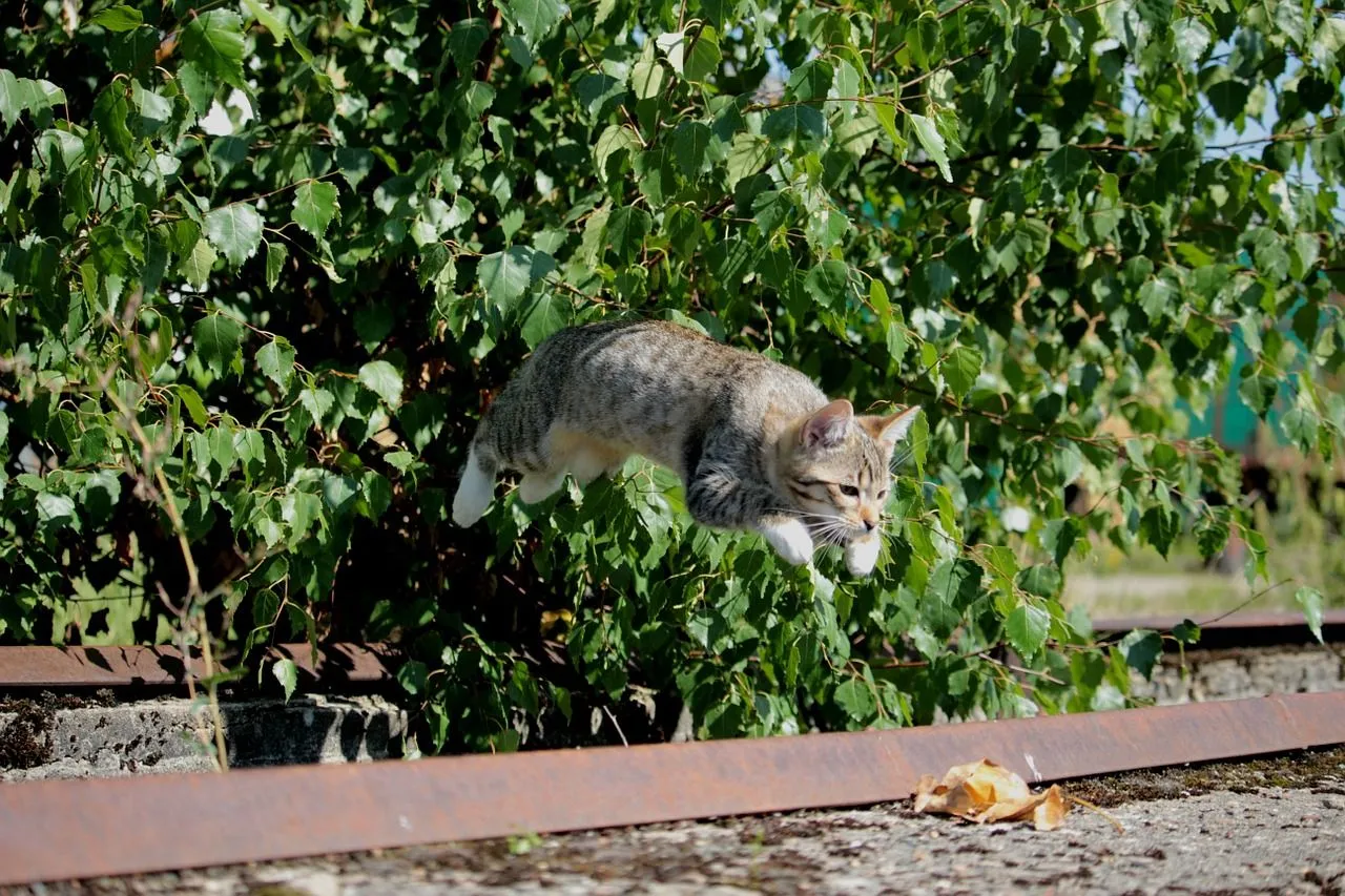 Не потрібно перевіряти, чи кіт завжди приземляється на лапки / Фото Pixabay