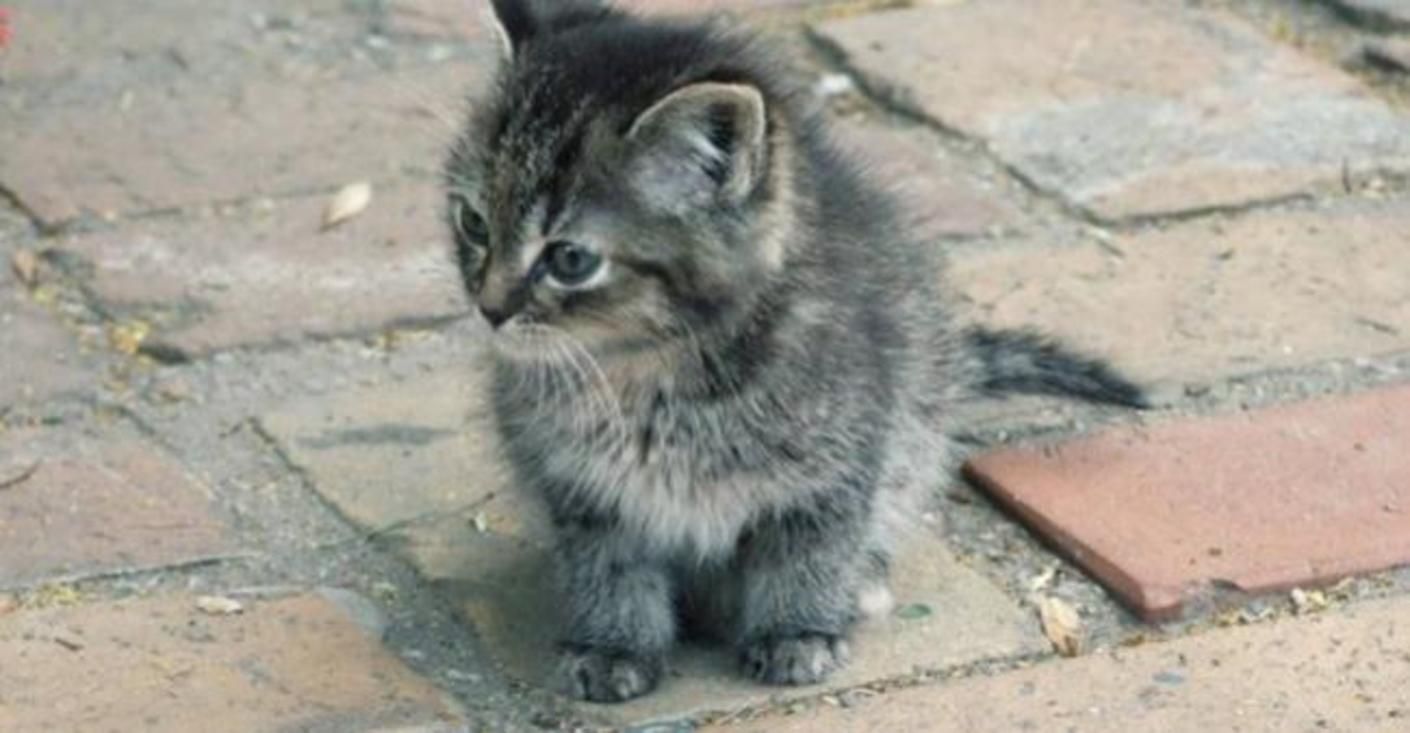 У Києві скажене кошеня накинулось на жінку: що відомо У Києві скажене кошеня накинулось на жінку: що відомо