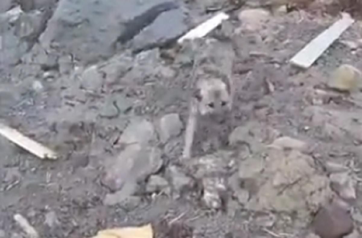 В Норвегии на месте оползня нашли живого пса: видео В Норвегии на месте оползня нашли живого пса: видео