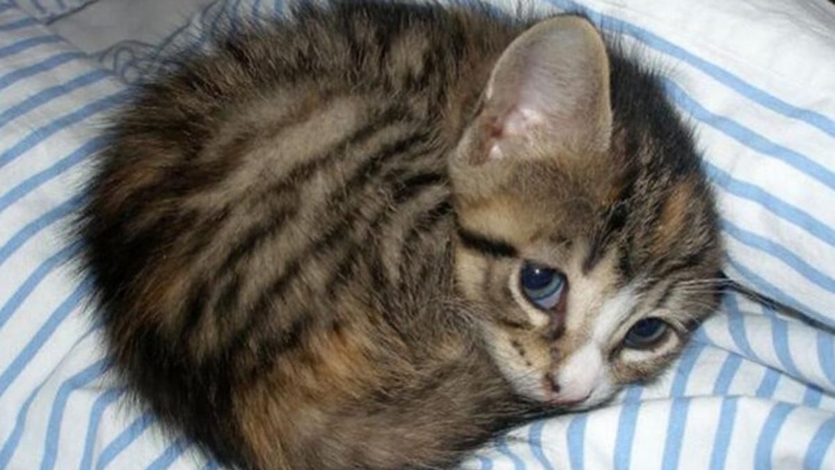 У Києві за рік забрали з притулків понад 750 котів та собак У Києві за рік забрали з притулків понад 750 котів та собак