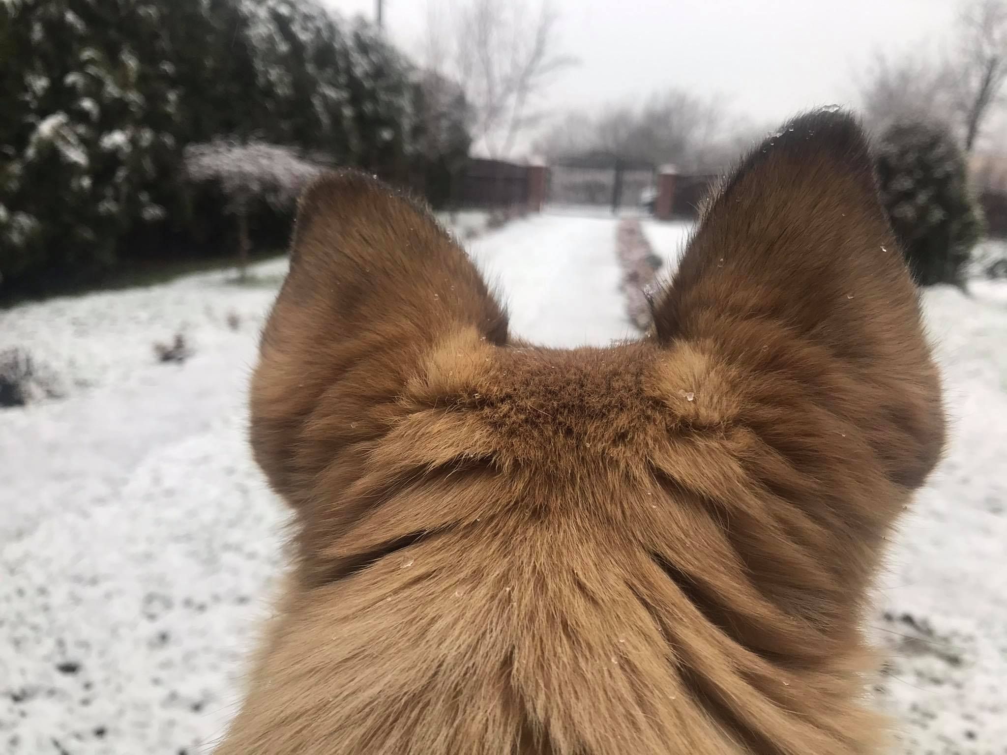 Львов на Рождество 07.01.2020 засыпает снегом фото, видео Львов на Рождество 07.01.2020 засыпает снегом фото, видео