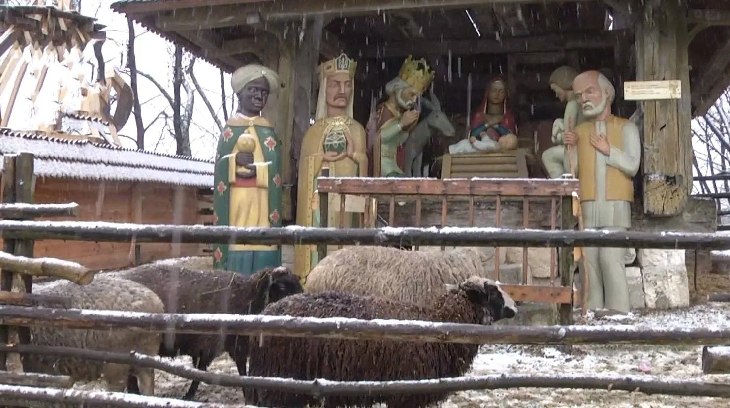 Барани у Шевченківському гаю