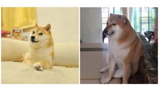 Песику Чимсу из мемов с сиба-ину исполнилось 10 лет: милые фото