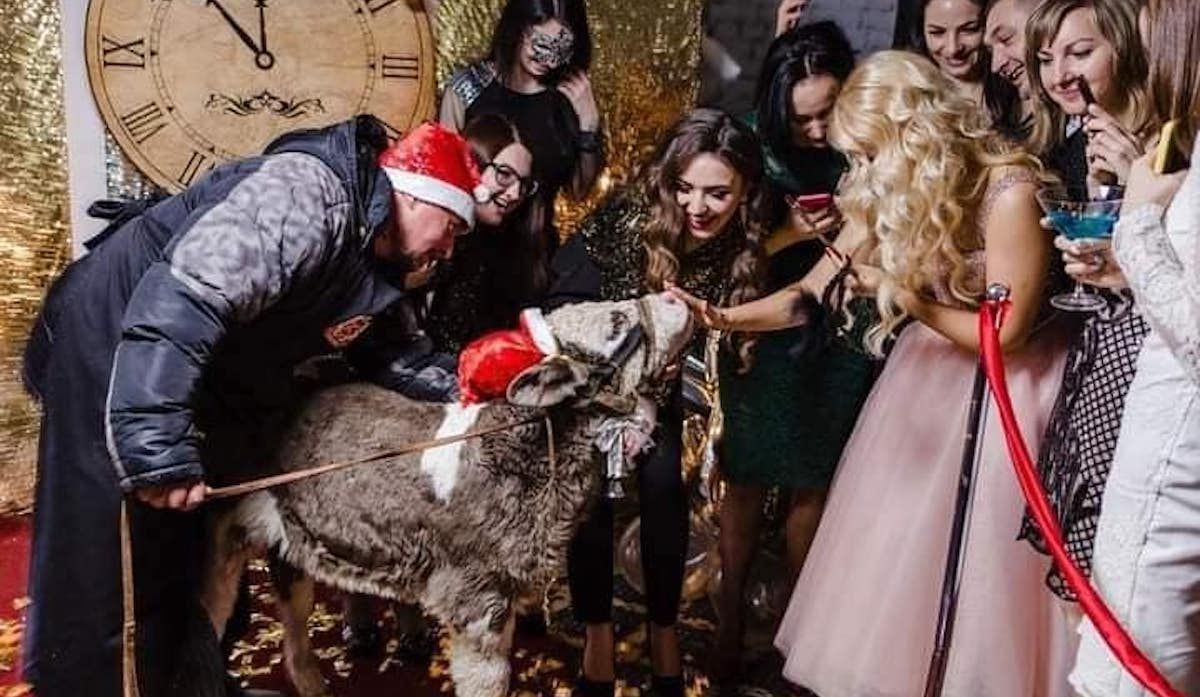 Скандал с теленком на корпоративе партнеров Oriflame: подробности,фото Скандал с теленком на корпоративе партнеров Oriflame: подробности,фото