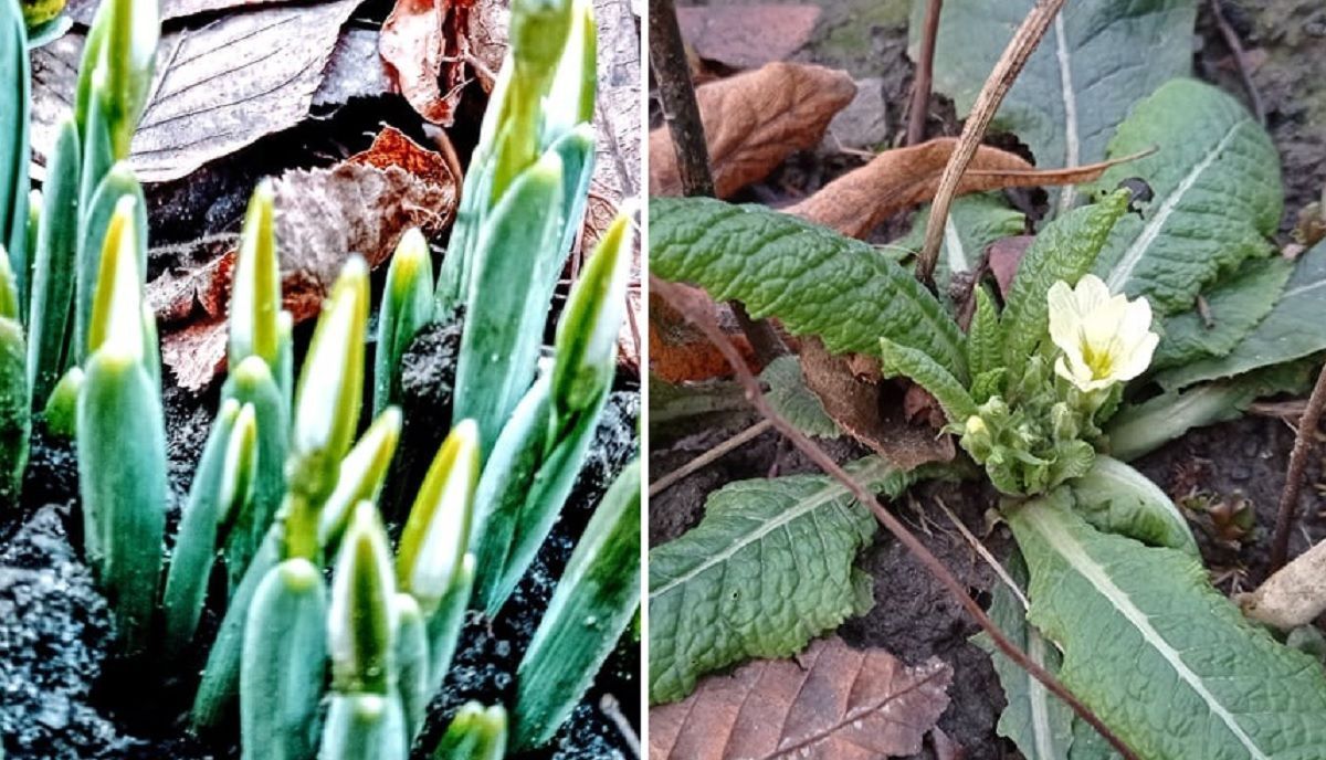 У Мукачеві зацвіли примули та підсніжники – фото У Мукачеві зацвіли примули та підсніжники – фото