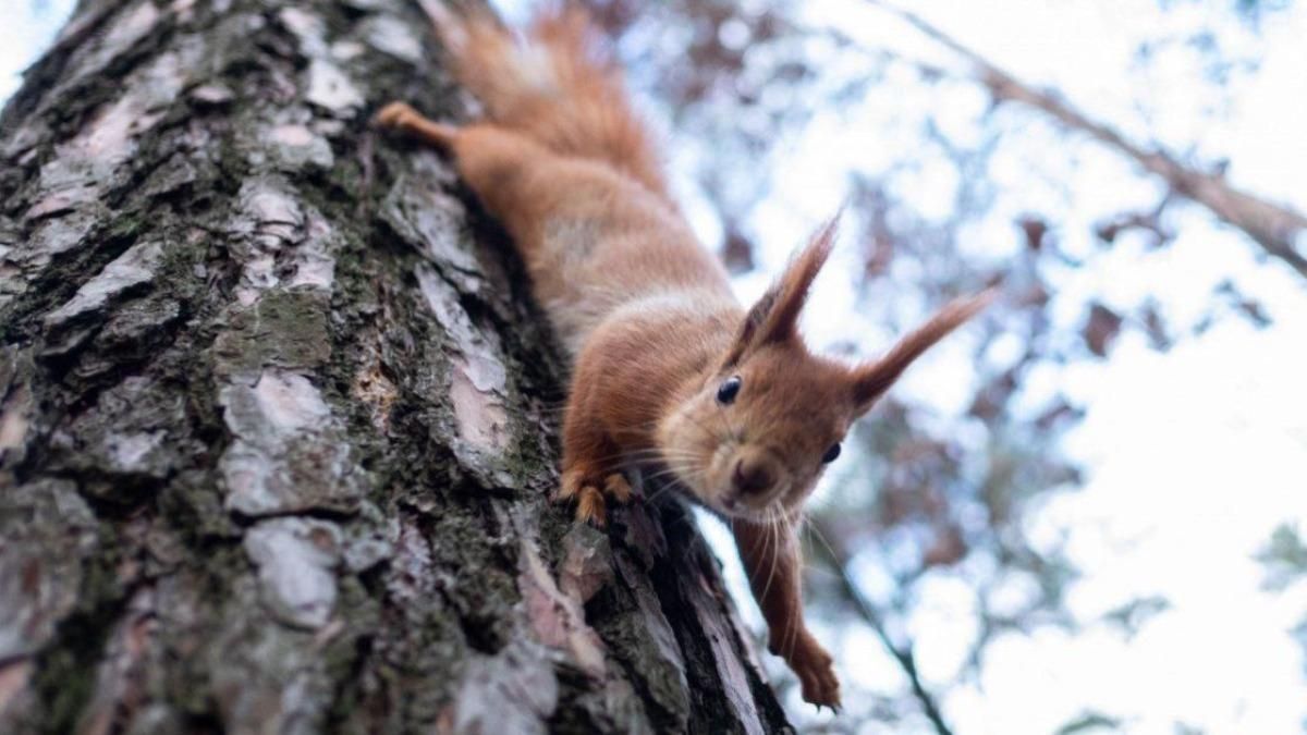 Погода 12 січня 2021: прогноз від синоптиків України Погода 12 січня 2021: прогноз від синоптиків України