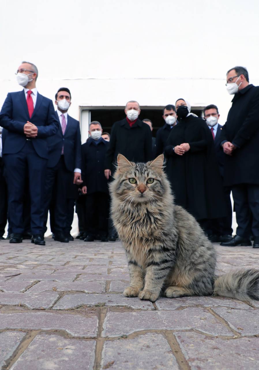 Ердоган запостив у телеграм кота