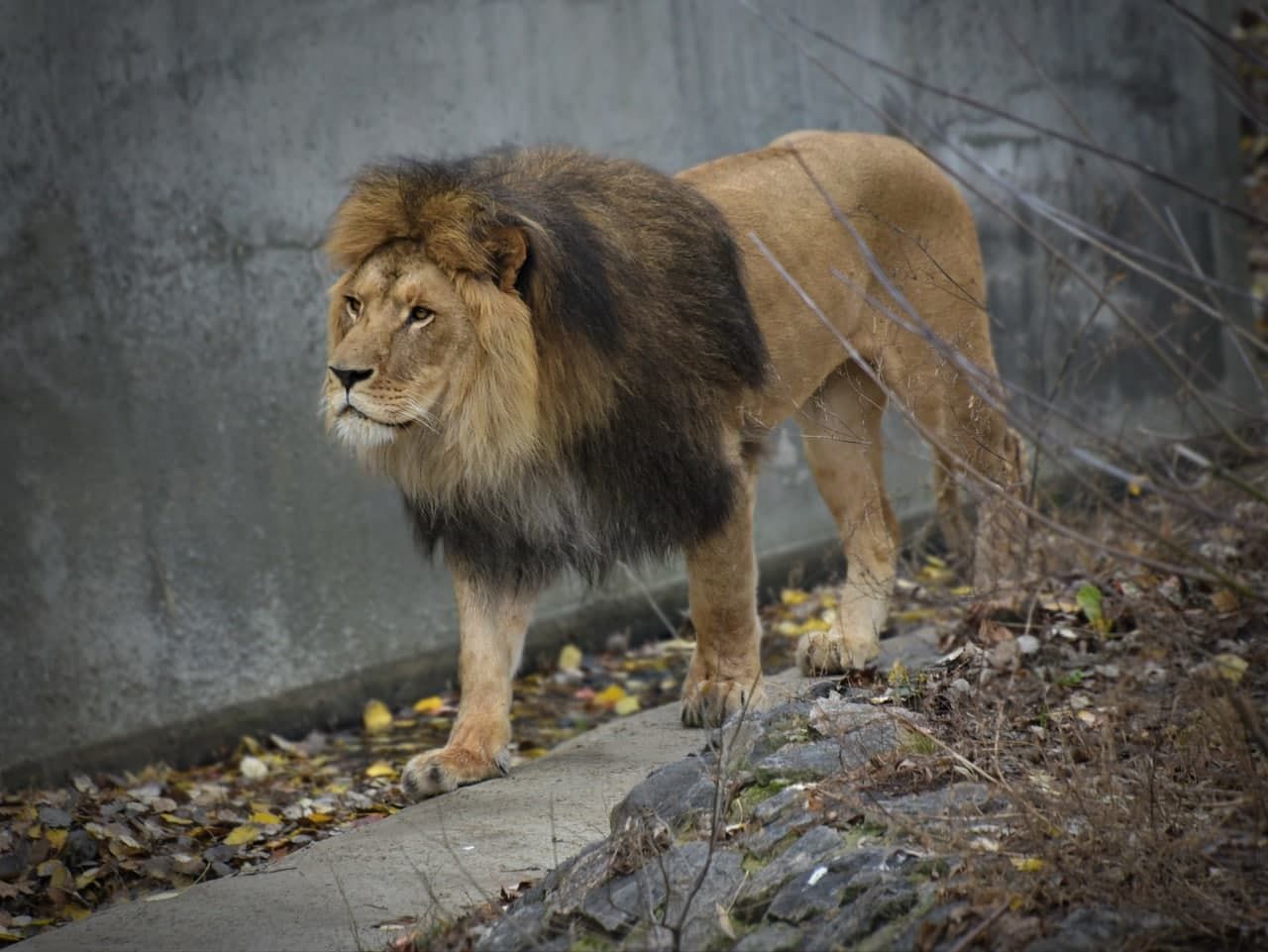 Куди піти у Києві: зоопарк у столиці знизив ціну квитків