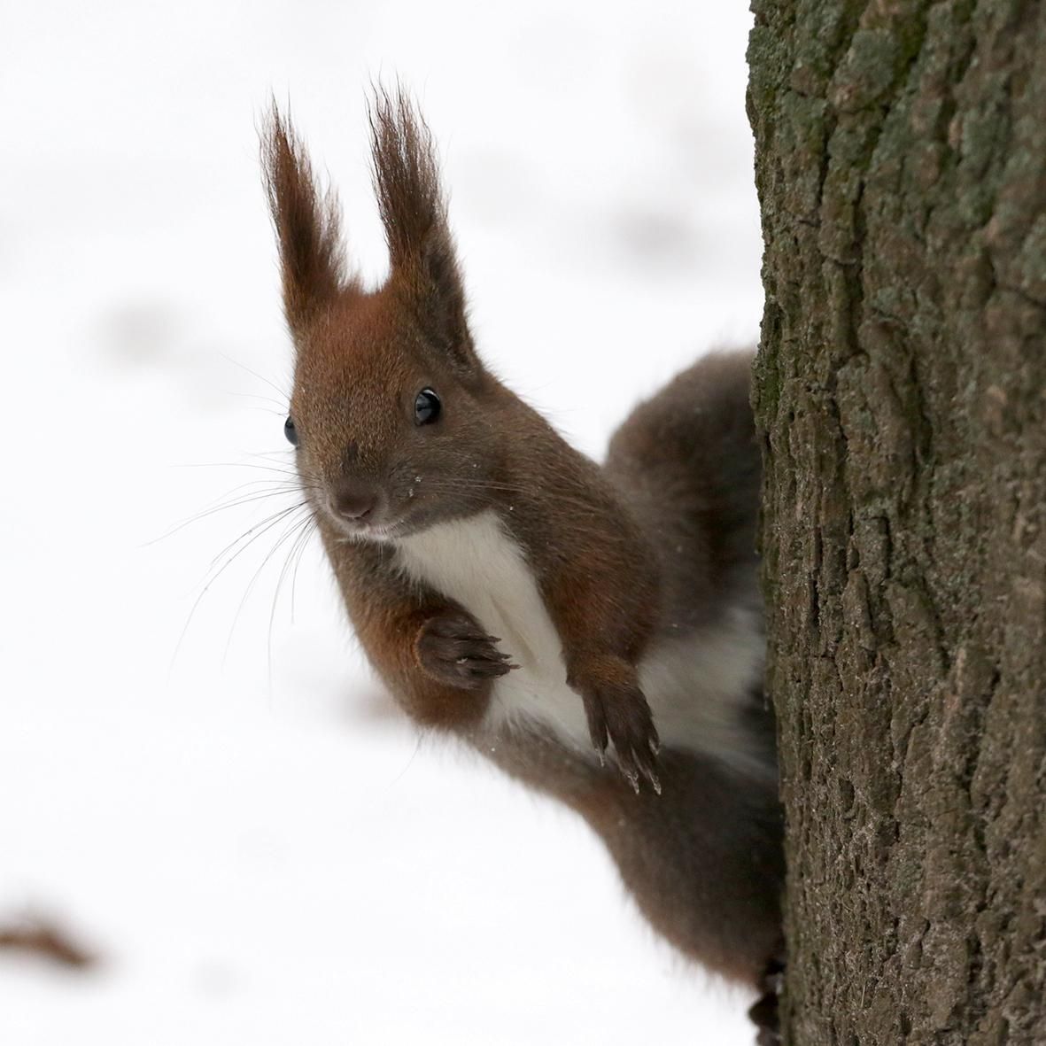 Сніг та мороз: прогноз погоди у Львові та області на 14 січня 2021 Сніг та мороз: прогноз погоди у Львові та області на 14 січня 2021