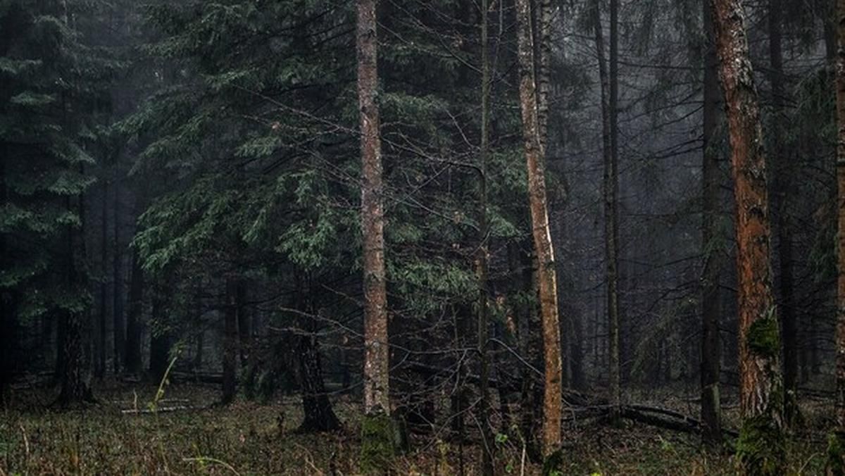 У лісі під Полтавою знайшли тіло чоловіка, якого шукали майже 2 тижні