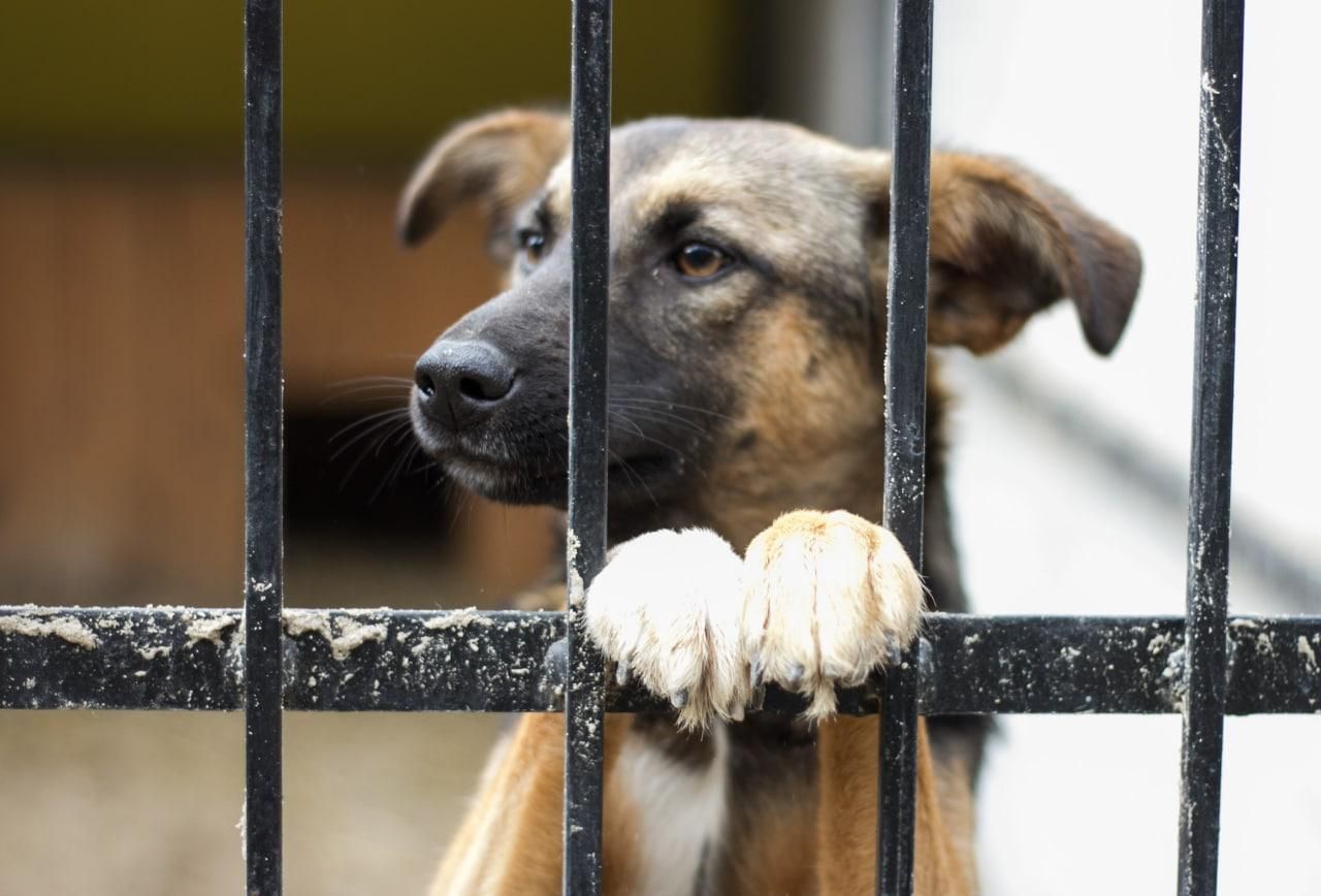 У Києві запустили сервіс безкоштовної доставки тварин з притулків