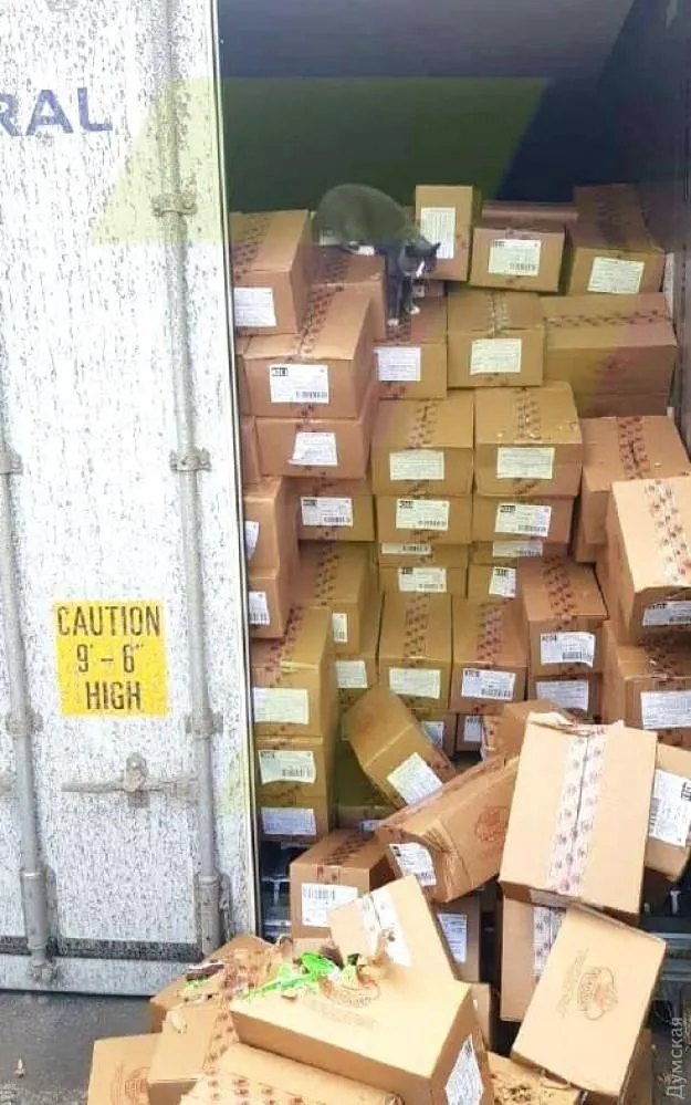 Кішка Кішка