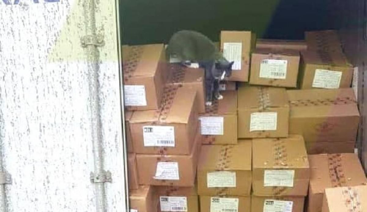 Кошка из Одессы 3 недели плыла в Израиль в контейнере с конфетами:фото Кошка из Одессы 3 недели плыла в Израиль в контейнере с конфетами:фото