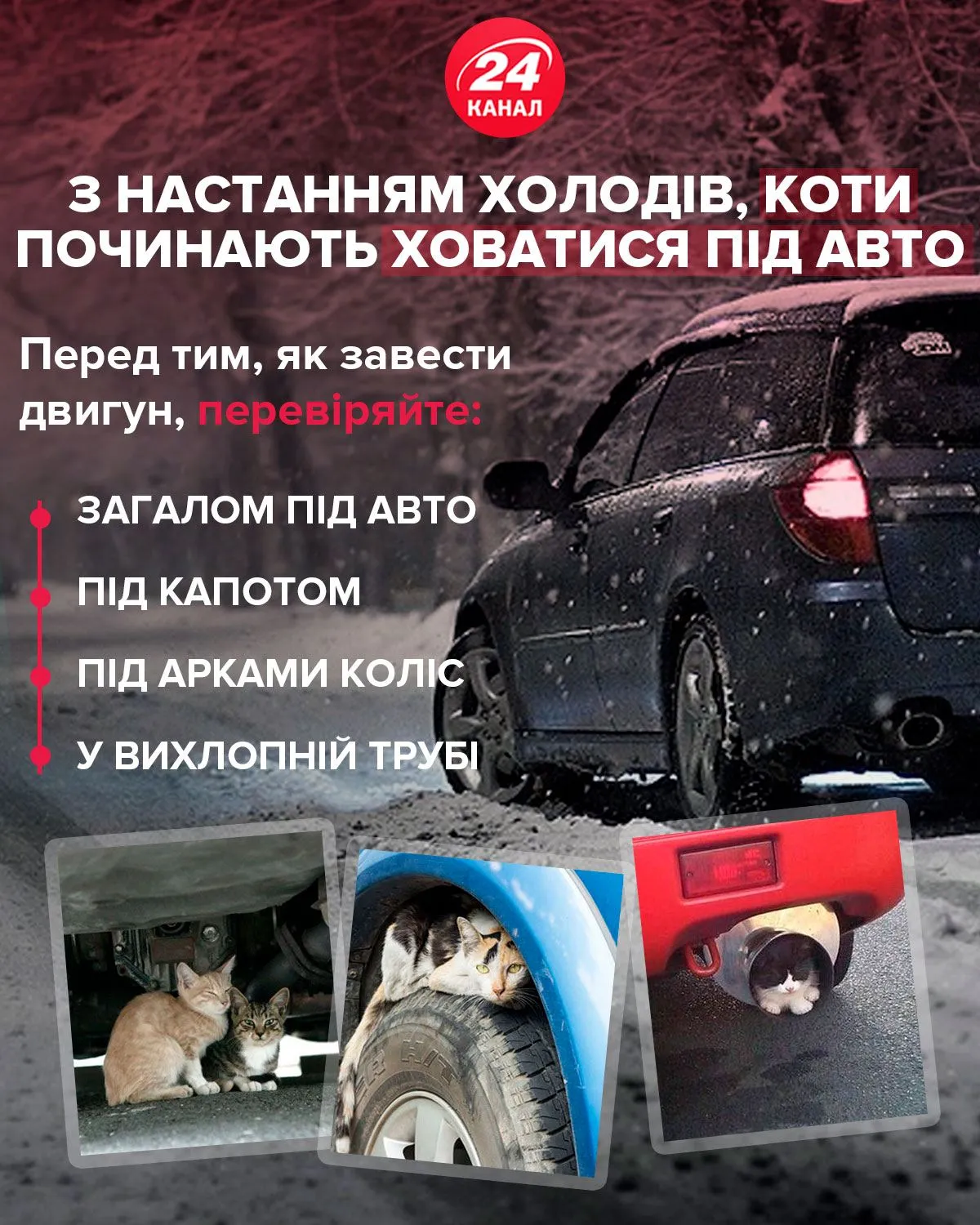 Коти ховаються під авто інфографіка 24 канал Коти ховаються під авто інфографіка 24 канал