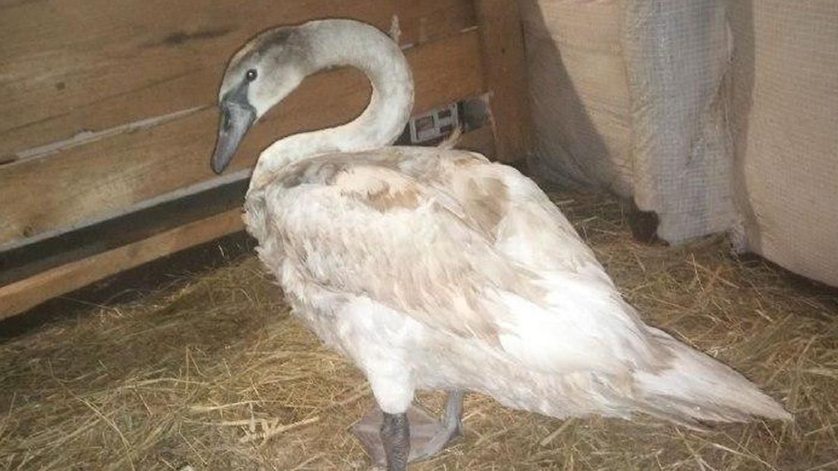 На Київщині врятували лебедя від крижаної смерті: щемливі фото На Київщині врятували лебедя від крижаної смерті: щемливі фото