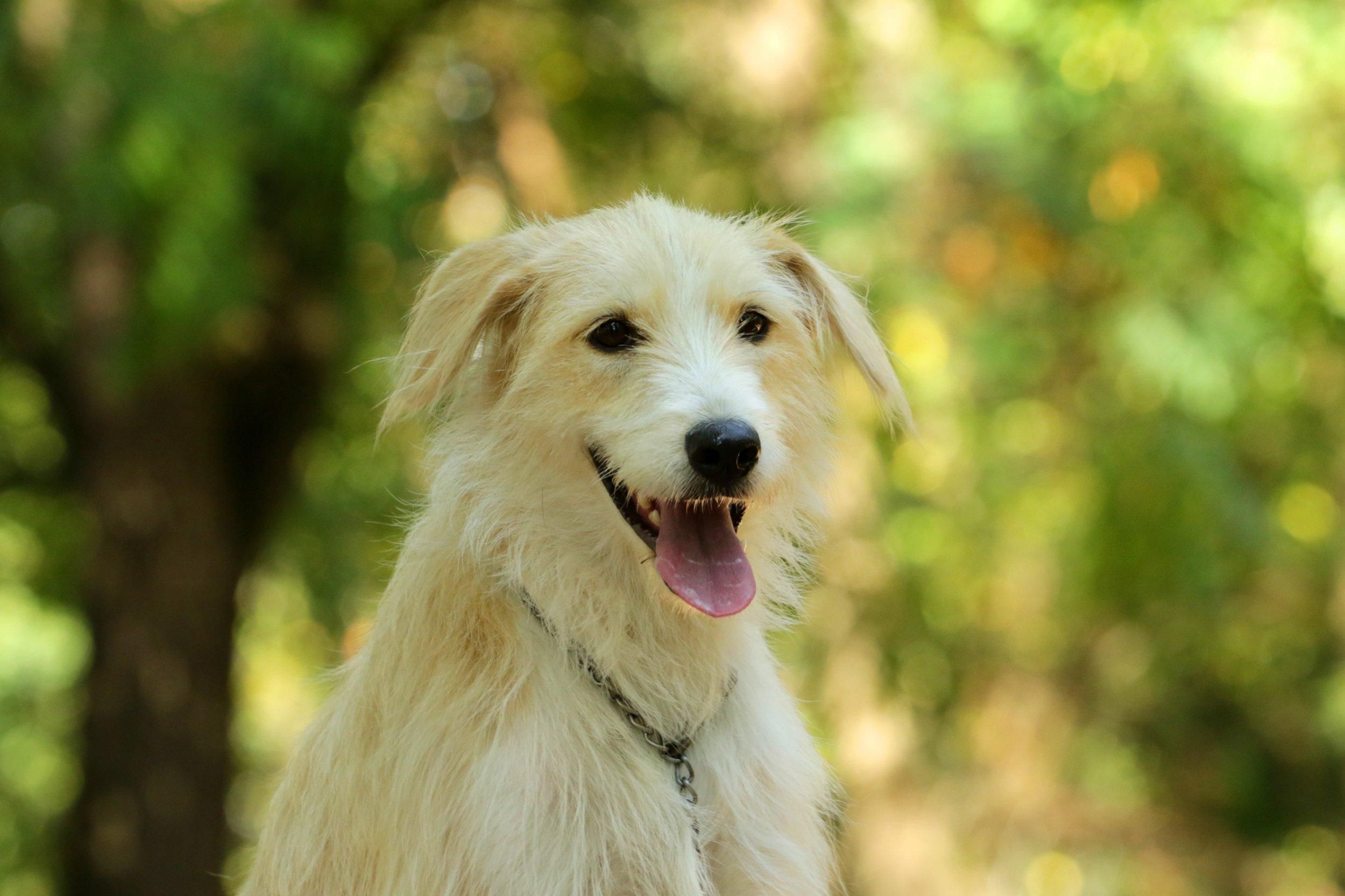 Карантин скінчився: ЛКП Лев оприлюднив графік відлову безпритульних тварин Карантин скінчився: ЛКП Лев оприлюднив графік відлову безпритульних тварин