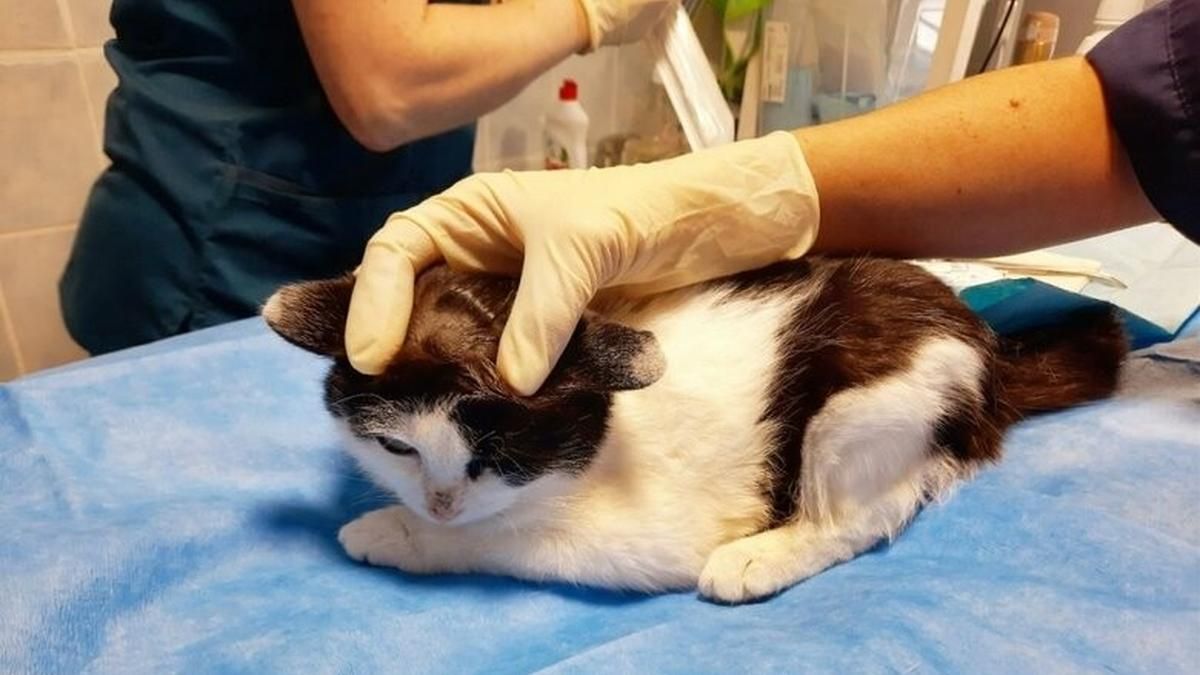 У Харкові шукають чоловіка, який розстріляв кошеня з пістолета У Харкові шукають чоловіка, який розстріляв кошеня з пістолета