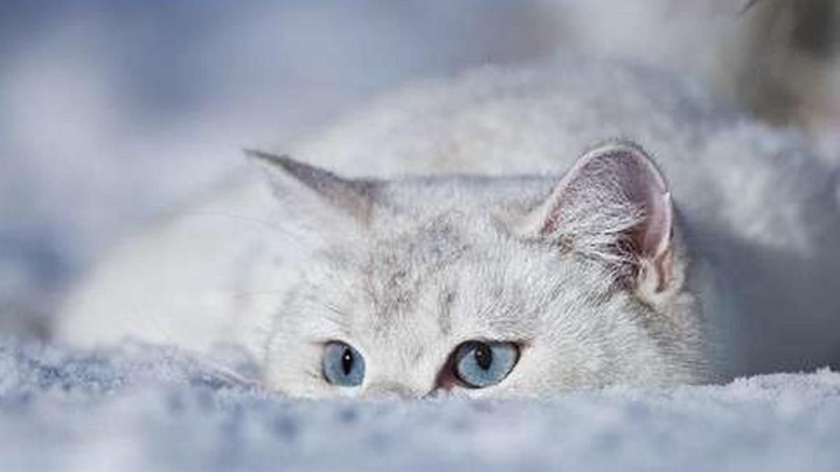 Упродовж 16 – 18 січня 2021 в Україні слід очікувати люті морози Упродовж 16 – 18 січня 2021 в Україні слід очікувати люті морози