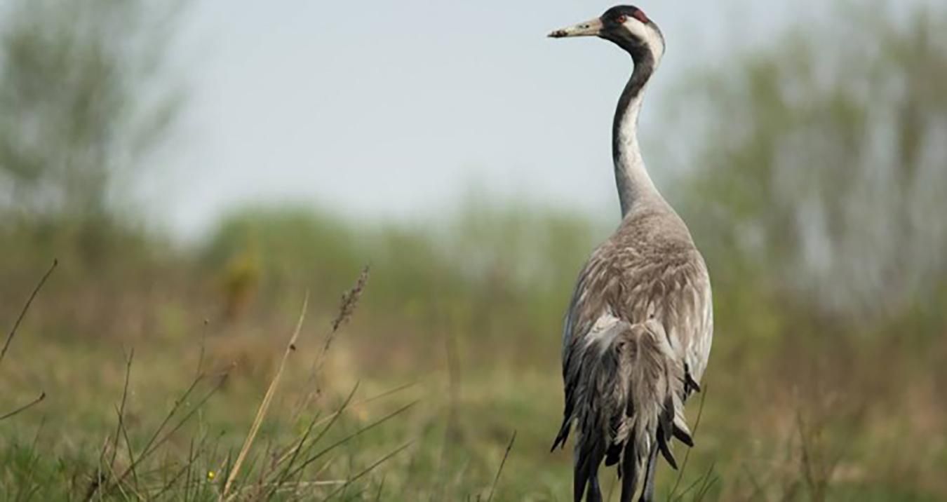 На Херсонщині масово гинуть червонокнижні сірі журавлі На Херсонщині масово гинуть червонокнижні сірі журавлі