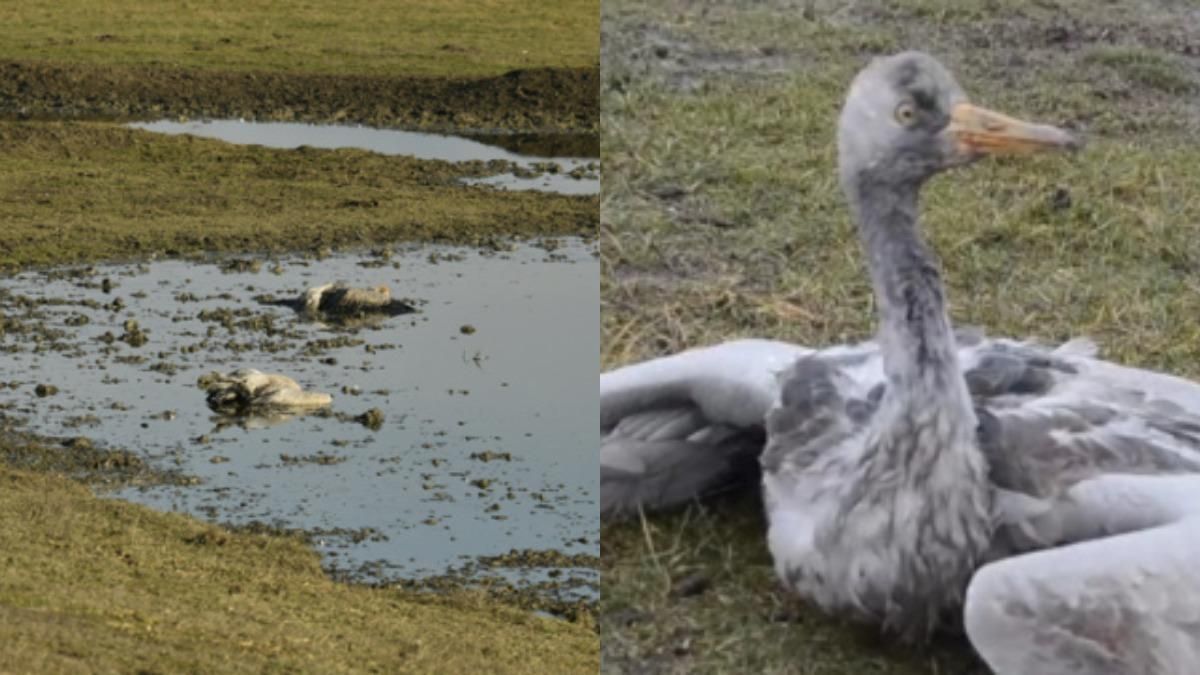 Отравили сотни краснокнижных журавлей: шокирующее видео Отравили сотни краснокнижных журавлей: шокирующее видео