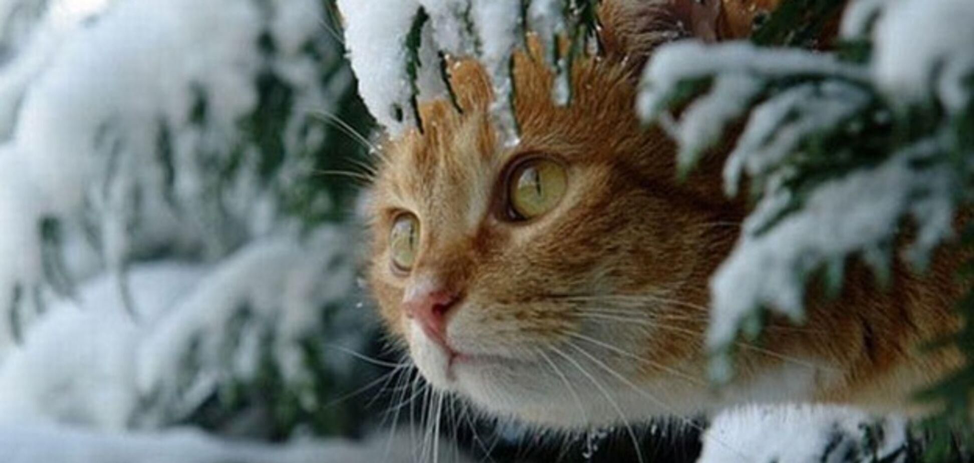 Погода 19 січня 2021: прогноз від синоптиків України Погода 19 січня 2021: прогноз від синоптиків України