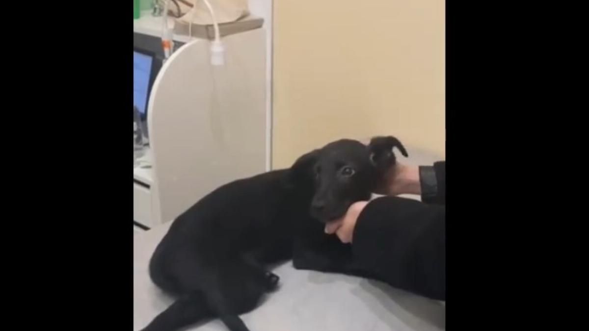 У Києві чоловік побив й викинув цуценя: відкрили кримінальну справу У Києві чоловік побив й викинув цуценя: відкрили кримінальну справу