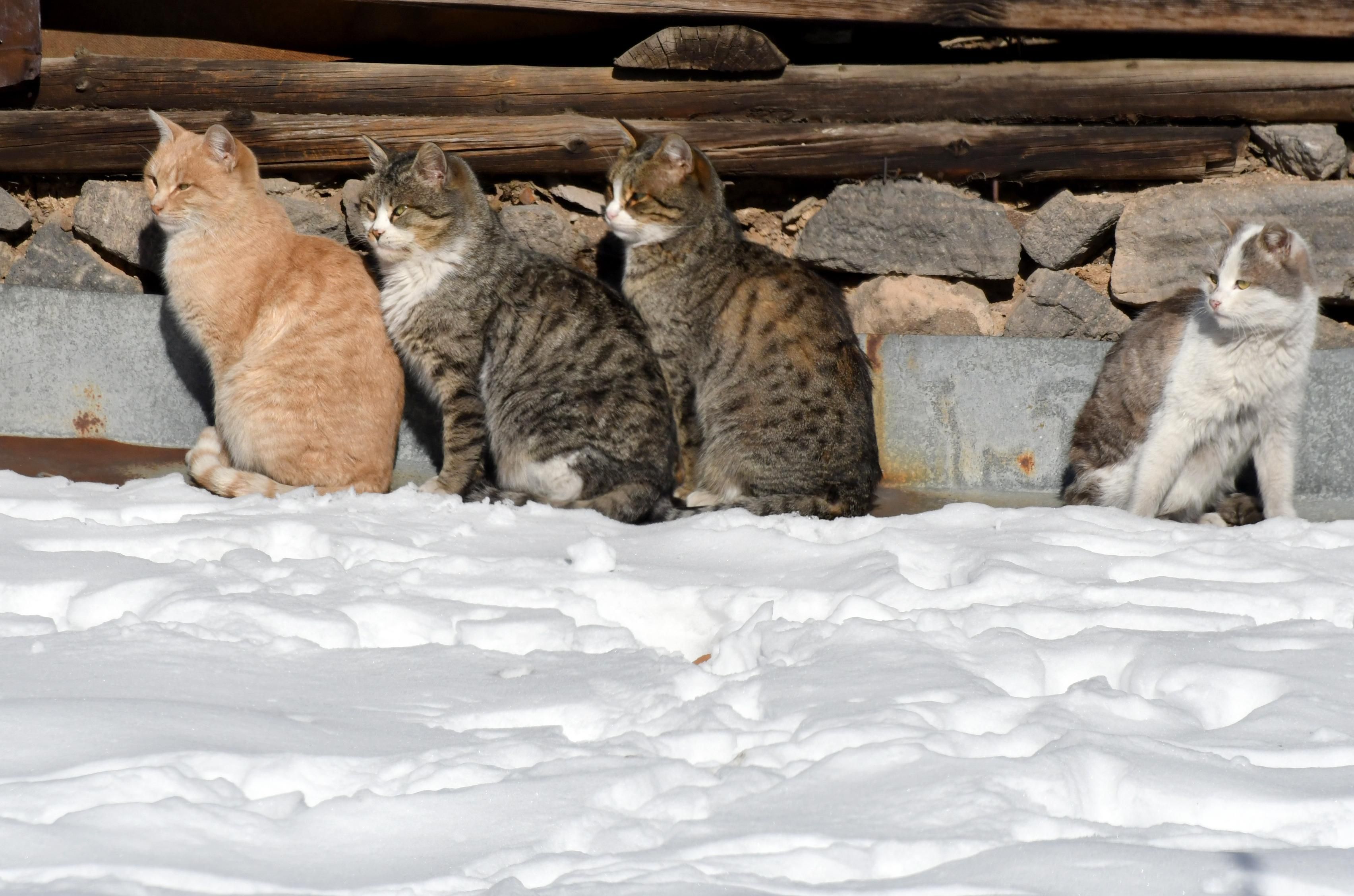 Погода 20 января 2021: прогноз от синоптиков Украины Погода 20 января 2021: прогноз от синоптиков Украины