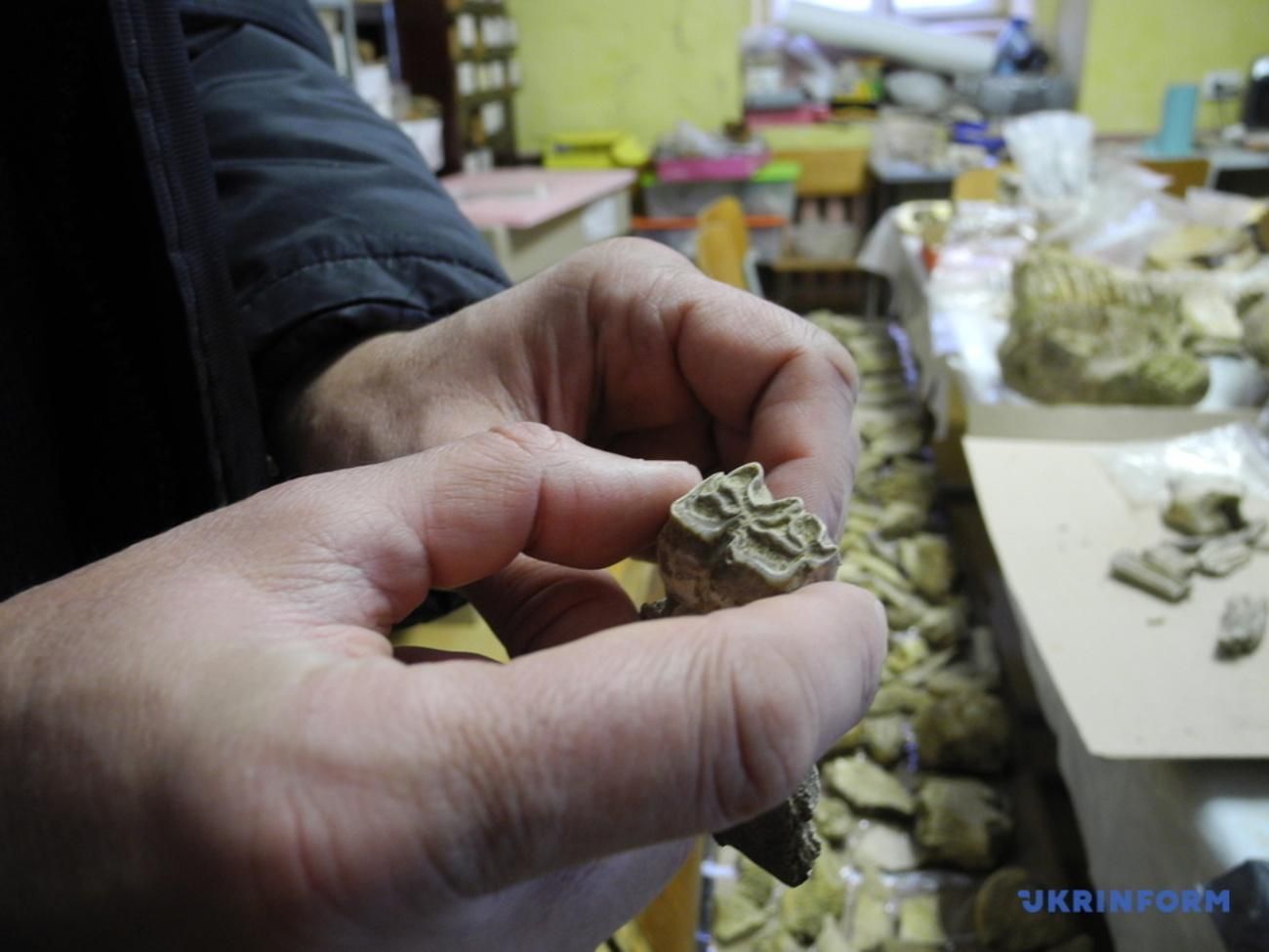 На Буковині виявили зуб мамонта, якому 300 тисяч років: фото На Буковині виявили зуб мамонта, якому 300 тисяч років: фото