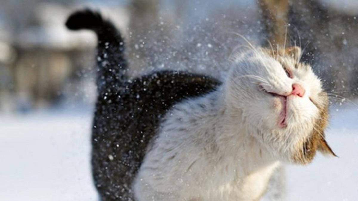 Погода 21 січня 2021: прогноз від синоптиків України Погода 21 січня 2021: прогноз від синоптиків України