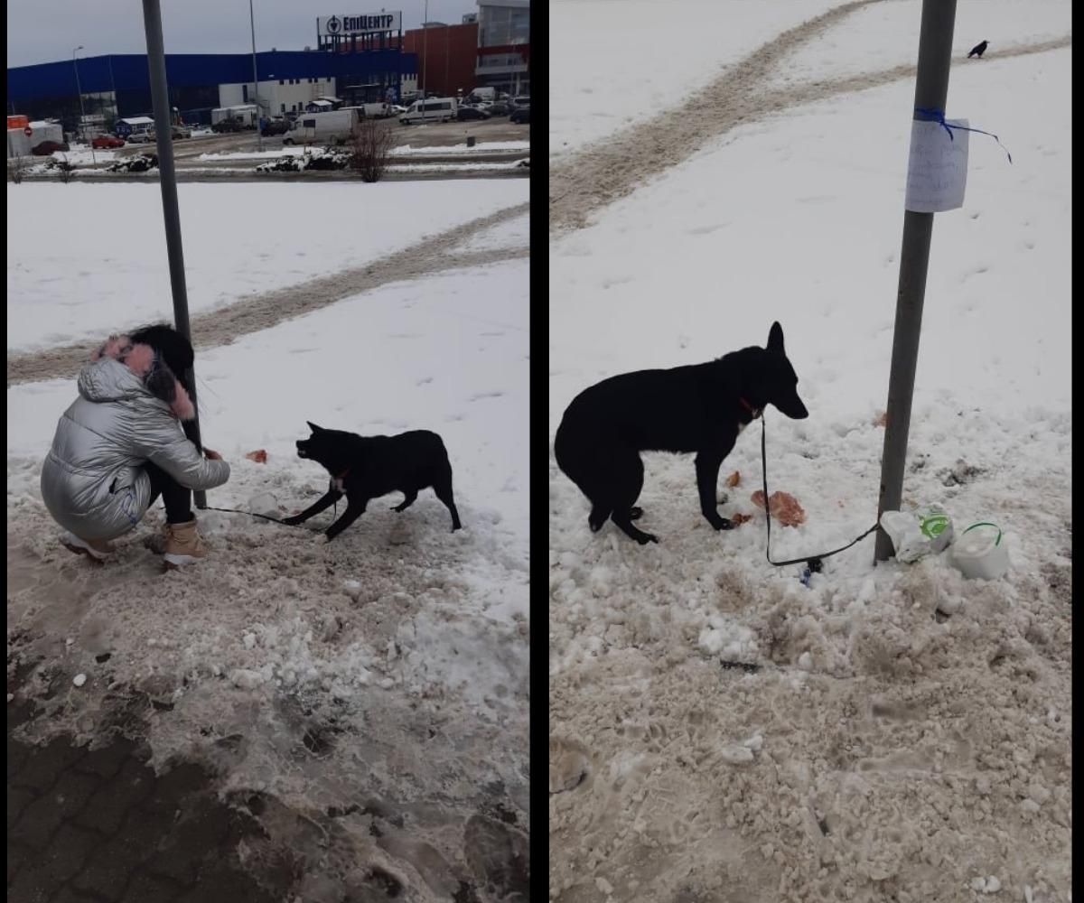 Отдам в хорошие руки: во Львове мужчина привязал собаку к столбу и оставил умирать на морозе