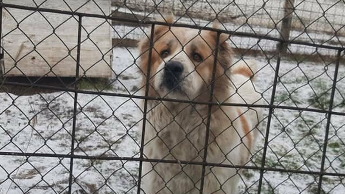 На Київщині після закриття колонії службові собаки лишились без роботи