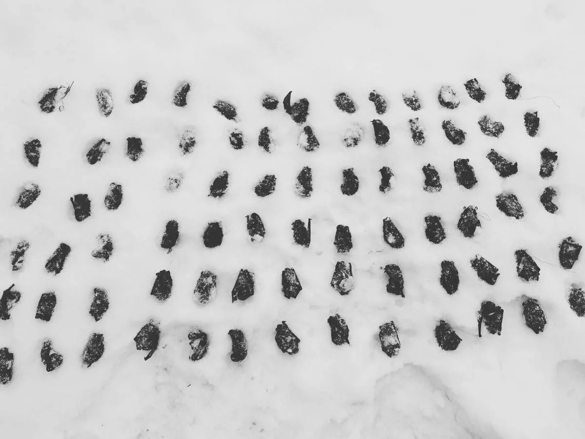 Десятки кажанів загинули на морозі