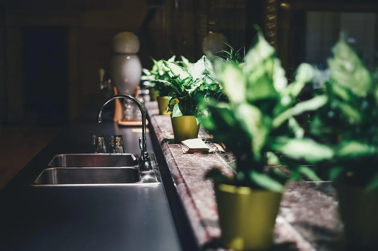 Ви маєте вдома кімнатні рослини? / Фото Pixabay