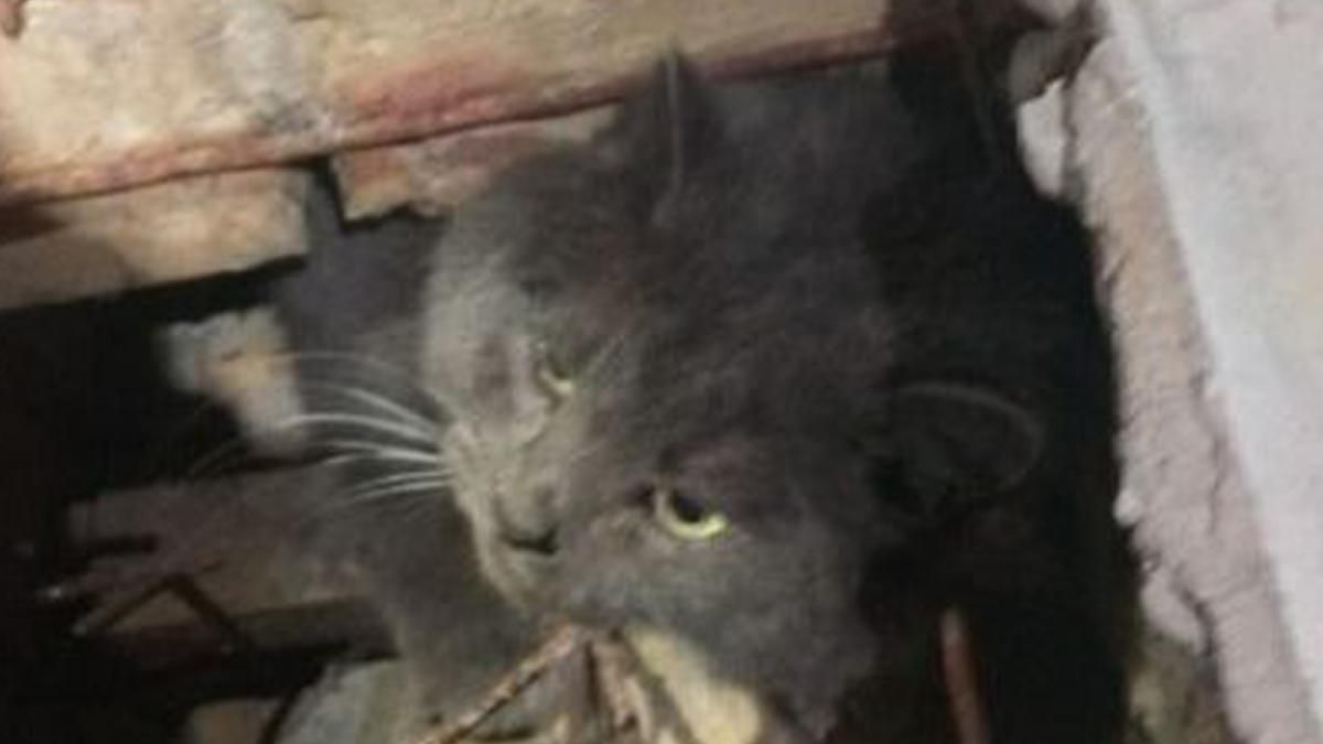 У Києві гладкий котик намагався залізти у бібліотеку: курйозне фото