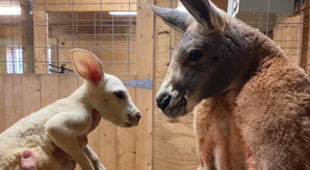 В Нью-Йорке родился белое кенгуренка: милые фото В Нью-Йорке родился белое кенгуренка: милые фото