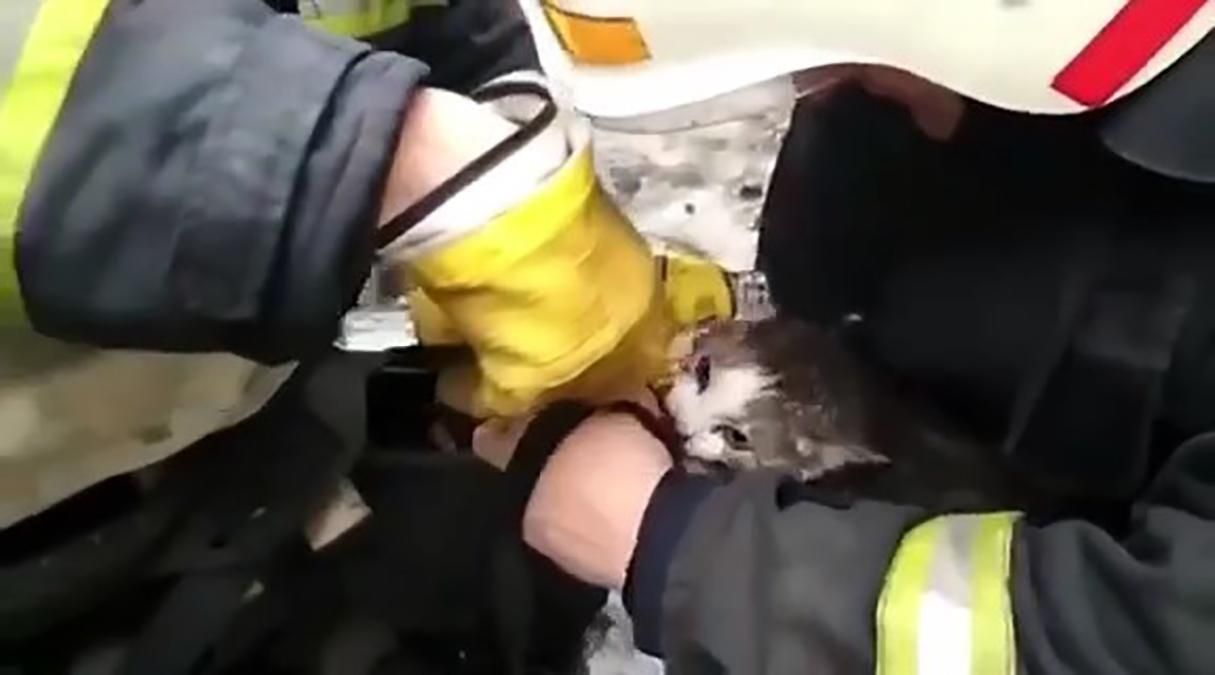 Врятували котика під час пожежі у гуртожитку Павлограда: відео