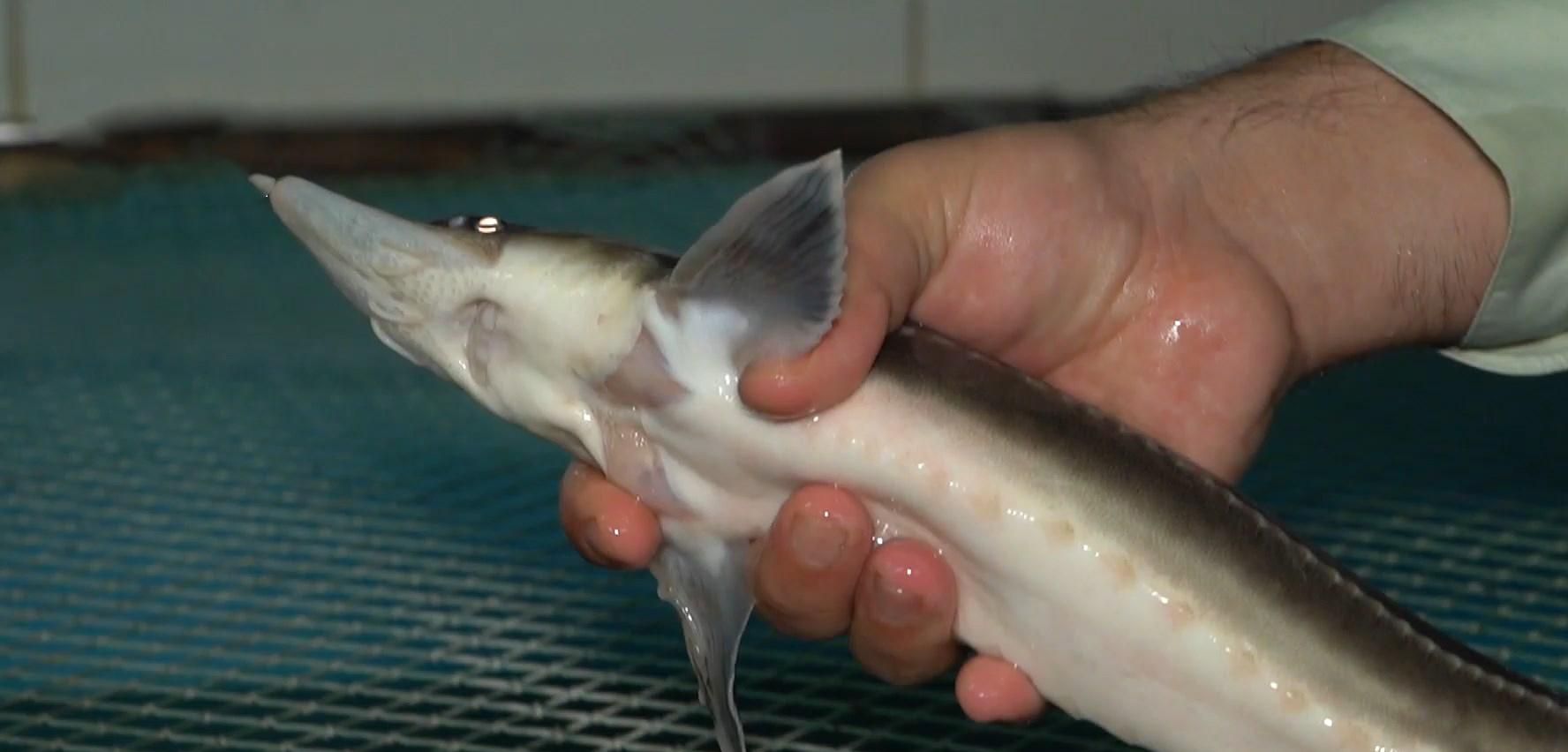 У Чернівецькому  інституті біології вирощують червонокнижних риб