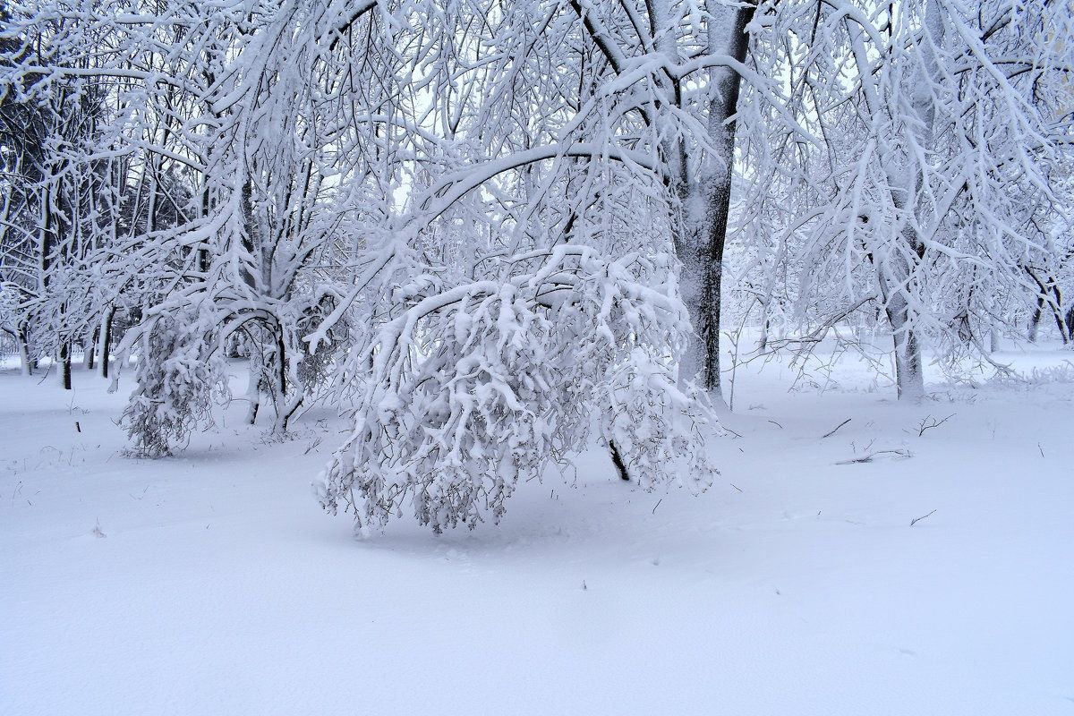 Снег до 30 сантиметров: прогноз погоды на конец января 2021
