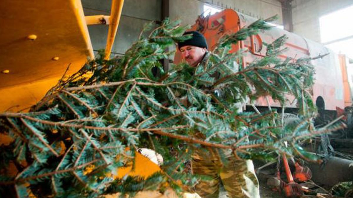 Де здати ялинку у Києві: адреси Де здати ялинку у Києві: адреси